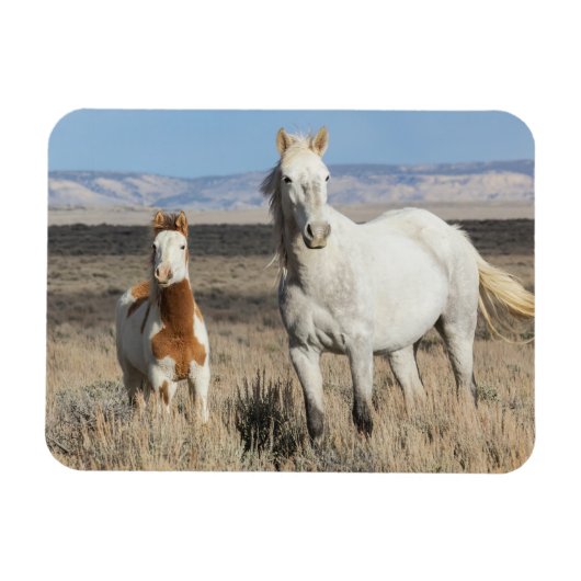 砂漠のワシの平原にいる野生の馬 マグネット (横)