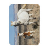 砂漠のワシの平原にいる野生の馬 マグネット (縦)