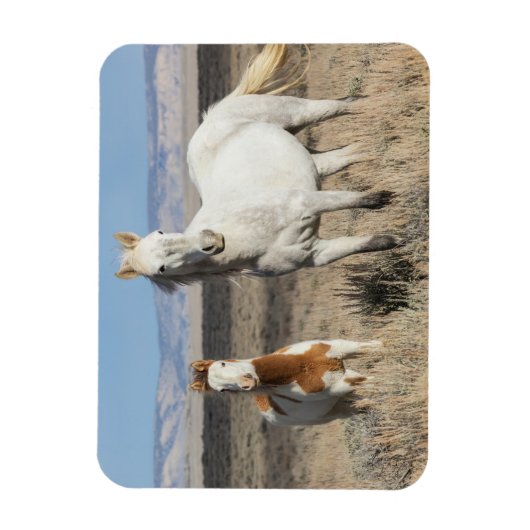砂漠のワシの平原にいる野生の馬 マグネット (縦)