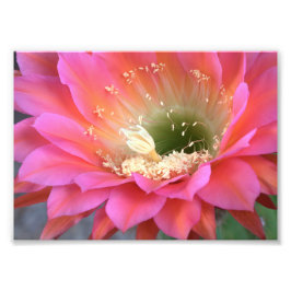 砂漠の中のピンクのサボテンの花 フォトプリント           