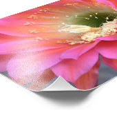 砂漠の中のピンクのサボテンの花 フォトプリント            (角)