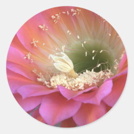 砂漠の中のピンクのサボテンの花 ラウンドシール