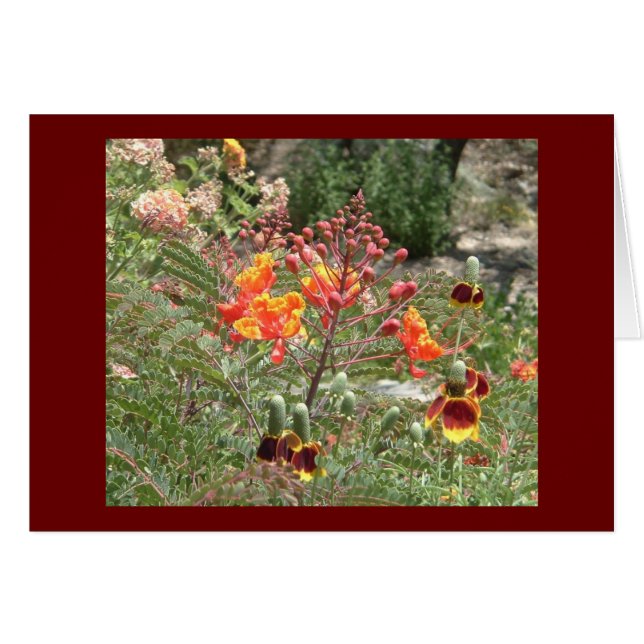 砂漠の南西花 (正面横)