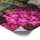 砂漠の夕べプリムローズと砂漠の砂浜ヴェルベナ ポスター (角)