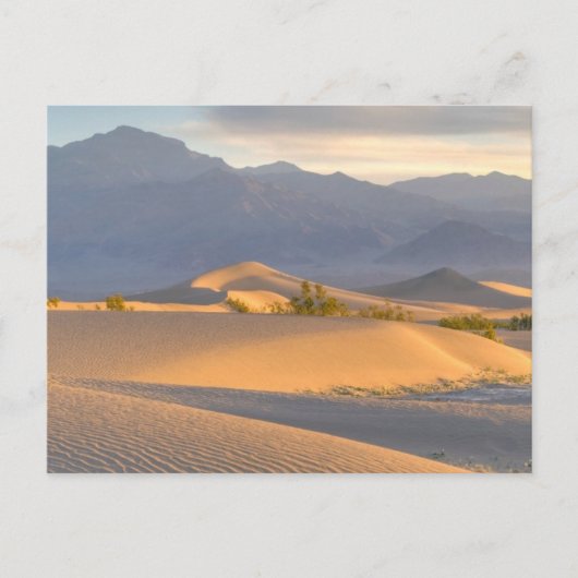 砂漠の夜明け ポストカード (正面)