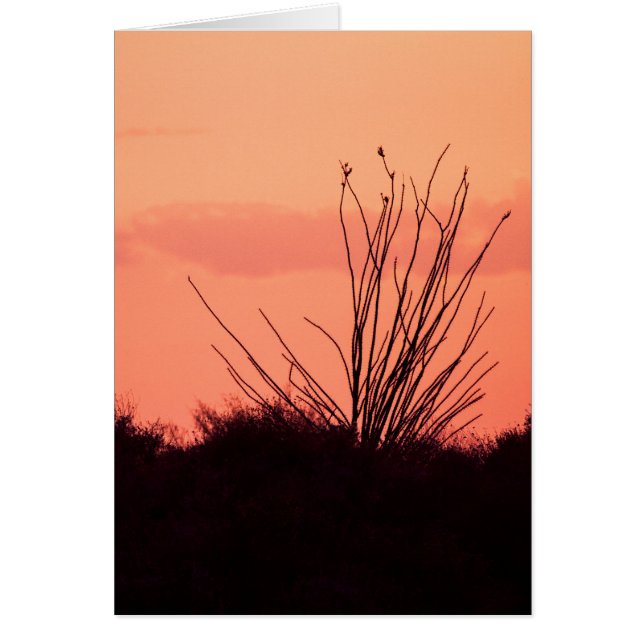 砂漠の夜 (正面)