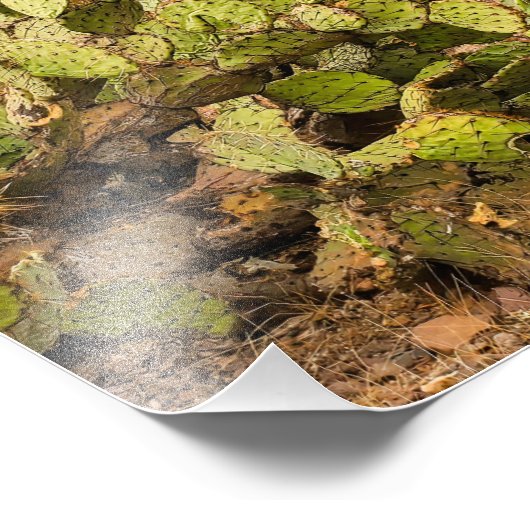 砂漠の山のアリゾナでとげのあるナシのサボテン フォトプリント (角)