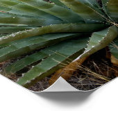 砂漠の山の青い緑のアガベの植物アリゾナ ポスター (角)