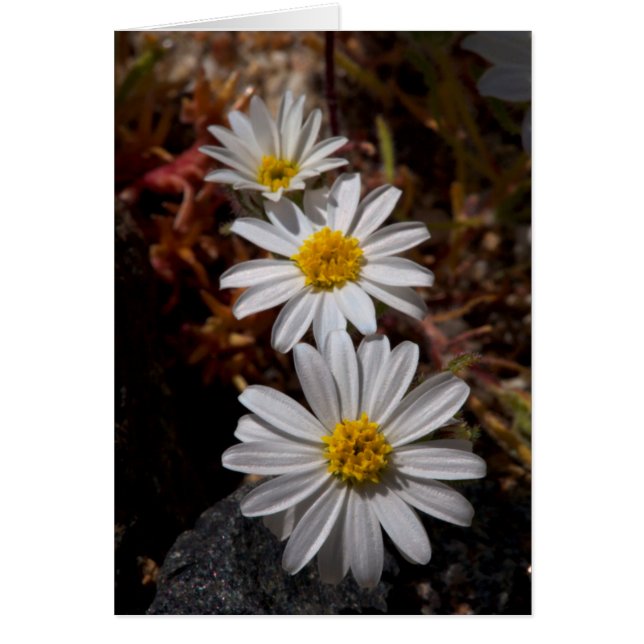 砂漠の星の野の花 (正面)