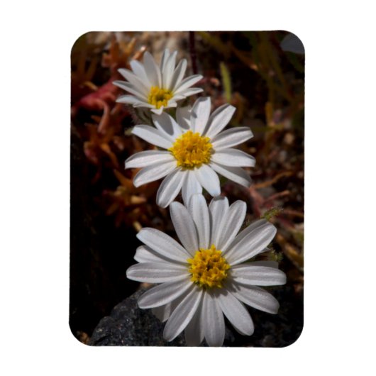 砂漠の星の野の花 マグネット (縦)