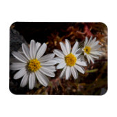 砂漠の星の野生の花 マグネット (横)