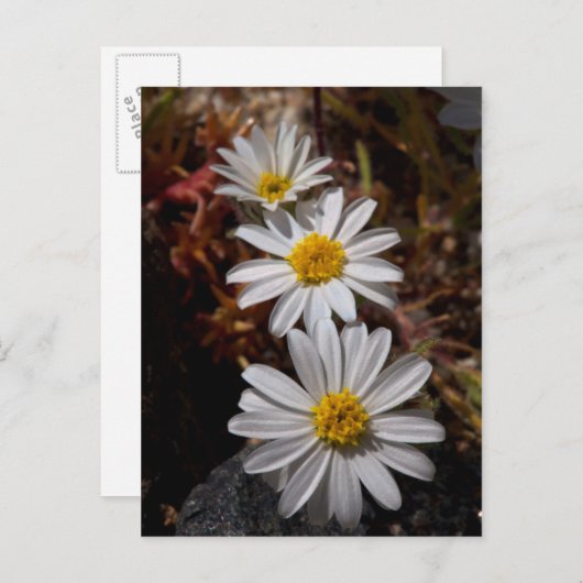 砂漠の星の野草 ポストカード (正面/裏面)