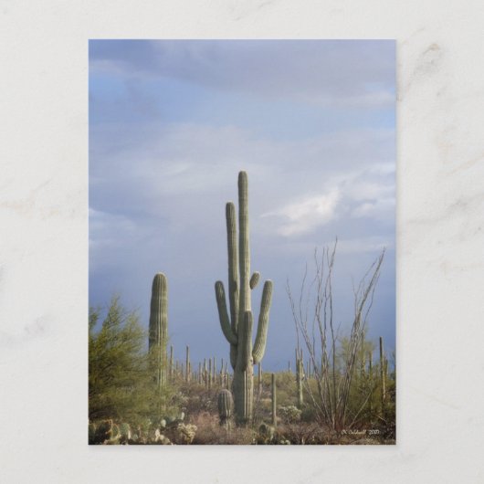 砂漠の晩後 ポストカード (正面)