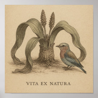 砂漠の植物生活を持つアフリカの植物鳥芸術 ポスター