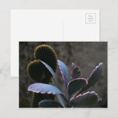 砂漠の植物 ポストカード (正面/裏面)