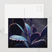 砂漠の植物 ポストカード (正面/裏面)