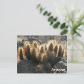 砂漠の生息地にハリネズミのサボテン ポストカード (スタンド正面)