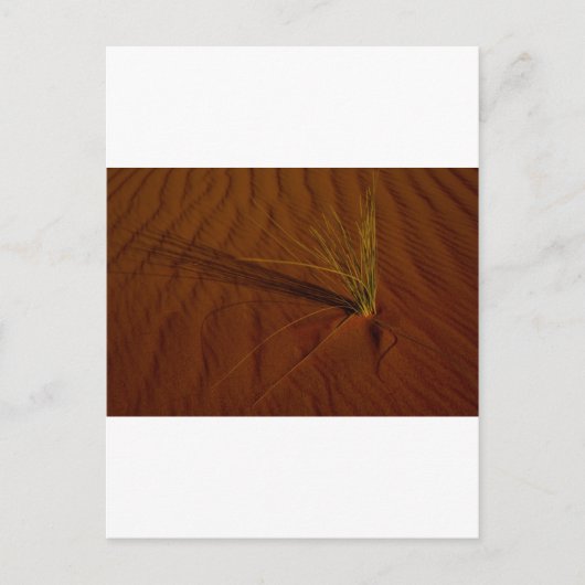 砂漠の生活 ポストカード (正面)