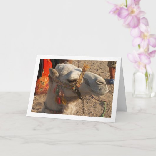 砂漠の白ラクダ カード (蘭)