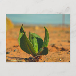 砂漠の緑 ポストカード