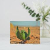 砂漠の緑 ポストカード (スタンド正面)