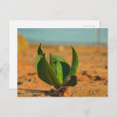 砂漠の緑 ポストカード (正面/裏面)