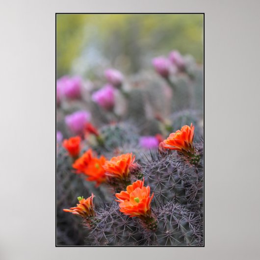 砂漠の色 ポスター (正面)