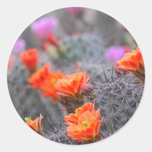 砂漠の色 ラウンドシール (正面)