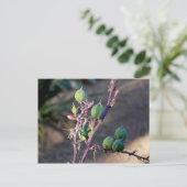 砂漠の花はがき ポストカード (スタンド正面)