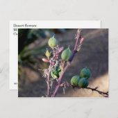 砂漠の花はがき ポストカード (正面/裏面)
