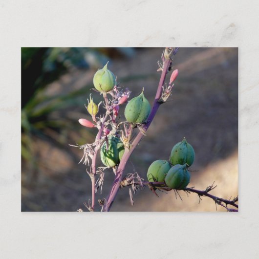 砂漠の花はがき ポストカード (正面)