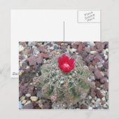 砂漠の花 ポストカード (正面/裏面)