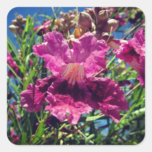 砂漠の蘭開花写真鮮やかなピンク紫の花 スクエアシール (正面)