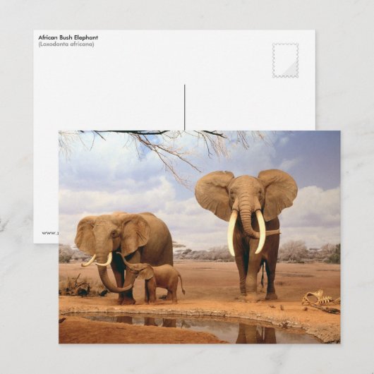 砂漠の象 ポストカード (正面/裏面)