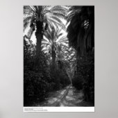 砂漠の近くのヤシとオレンジの木, 1966 ポスター (正面)