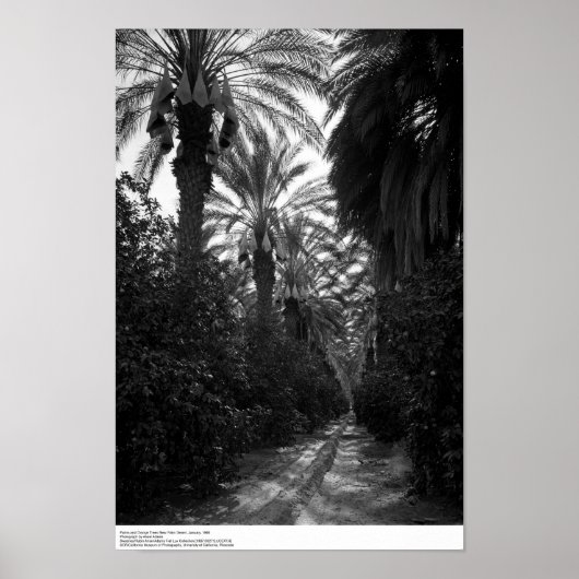 砂漠の近くのヤシとオレンジの木, 1966 ポスター (正面)