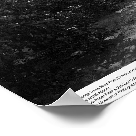 砂漠の近くのヤシとオレンジの木, 1966 ポスター (角)