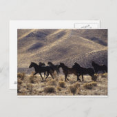 砂漠の野生のマスタングの馬1 ポストカード (正面/裏面)
