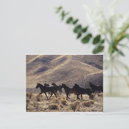 砂漠の野生のマスタングの馬1 ポストカード (スタンド正面)