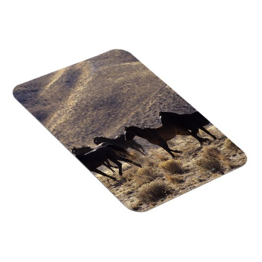 砂漠の野生のマスタングの馬1 マグネット (右側)
