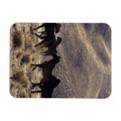 砂漠の野生のマスタングの馬1 マグネット (横)