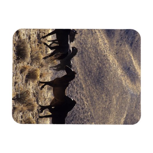 砂漠の野生のマスタングの馬1 マグネット (横)