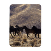 砂漠の野生のマスタングの馬1 マグネット (縦)
