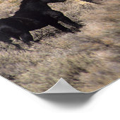 砂漠の野生のマスタングの馬2 ポスター (角)