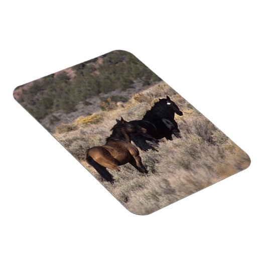 砂漠の野生のマスタングの馬2 マグネット (右側)