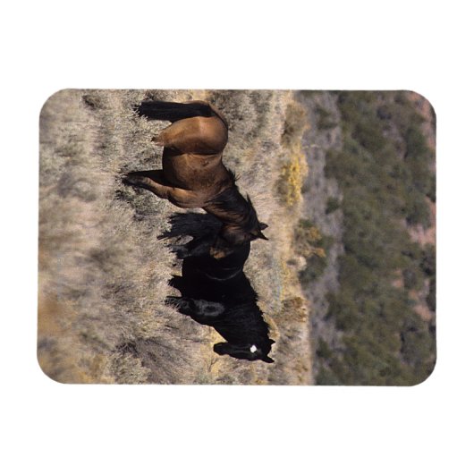 砂漠の野生のマスタングの馬2 マグネット (横)