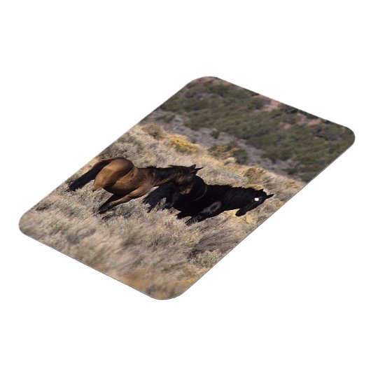 砂漠の野生のマスタングの馬2 マグネット (左側)