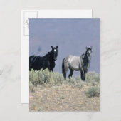 砂漠の野生のマスタングの馬3 ポストカード (正面/裏面)