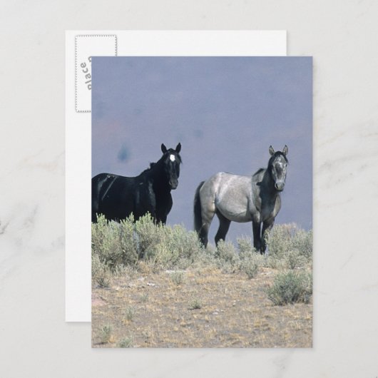 砂漠の野生のマスタングの馬3 ポストカード (正面/裏面)