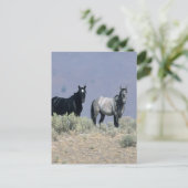 砂漠の野生のマスタングの馬3 ポストカード (スタンド正面)